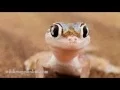 Gif s witch sounds cap-8