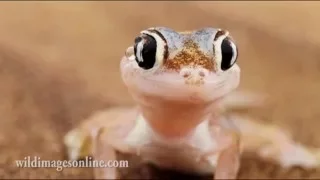 Gif s witch sounds cap-8