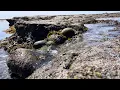 Carlsbad Beach ASMR