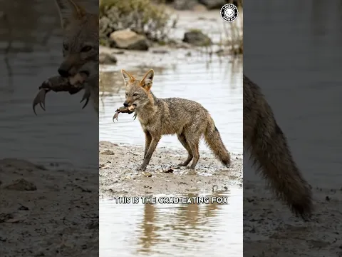 Crab-Eating Fox 🦊 This Fox Hunts CRABS!