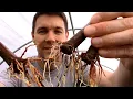 Summer Fig Tree Propagation Rooting Fig Cuttings in a State of Active Growth