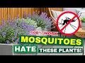 7 Mosquito-Repelling Plants That ACTUALLY Work