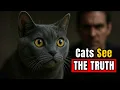 DON T Ignore This Your Cat Knows Who s Bad Hidden Abilities That Will Shock You