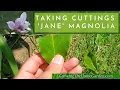 Taking Cuttings of Jane Magnolia - Propagating a Deciduous Magnolia