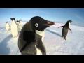 Download Lagu The Curiosity of a Penguin