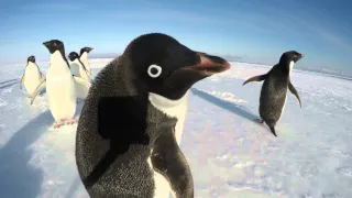 Download The Curiousity of a Penguin MP3