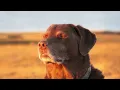 Cooked Dog Meme Music