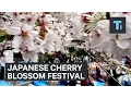 Download Lagu Going To A Cherry Blossom Festival In Japan