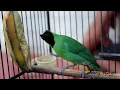 Lagu WAJIB TIRU !! Hendro Berhasil Rawat Cucak Ijo Jadi Juara Nasional