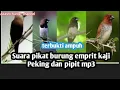 Download Lagu Suara pikat burung emprit kaji peking dan pipit mp3