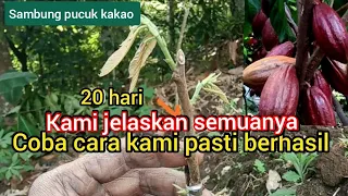 Download cara sambung pucuk kakao. penjelasan lengkap pasti berhasil. MP3