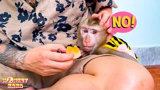 Download Sad Story : Monkey Kaka stopped eating because he missed her mom MP3