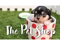 How to Run a Successful Pet Shop - Tips from a Small Business Owner