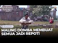 Maling Domba Bikin Repot Satu Kampung | SUPARMAN REBORN 3 | EPS. 14