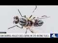 Health s report surge of eye-biting flies in the San Gabriel Valley