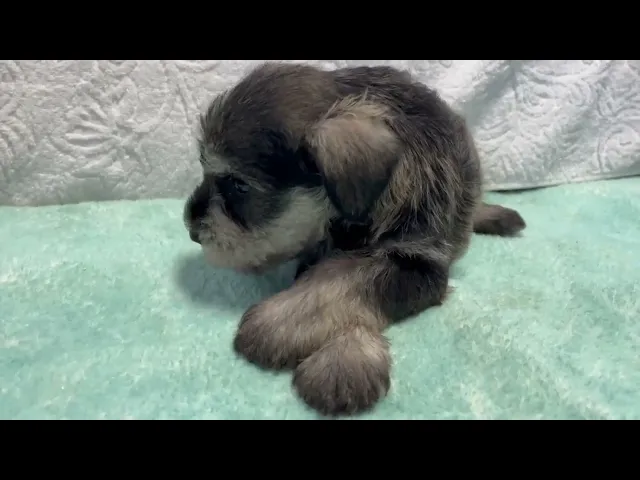 動画