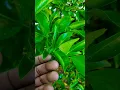 Download Lagu When to water your Citrus trees? Look for the signs. #citrus