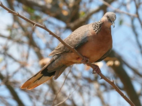 Download MP3 Calls of a Spotted Dove - HD Audio