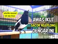 Download Lagu AWAS KACERMU IKUT GACOR NGPLONG ON DENGAR KACER INI !! PANCINGAN KACER GACOR FULL ISIAN JOS..