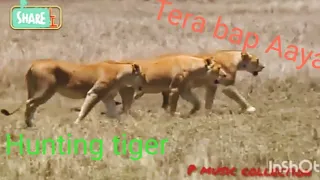 Download Tera Bap Aaya😷😺Hunting tiger😸😼Commando 3 Movie song MP3