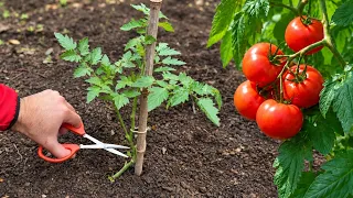 🍅 5 Techniques to Make Tomato Plants Grow Faster