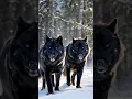 Lagu Alpha Black Wolf Pair on the Move – A Rare and Powerful Sight!