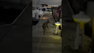 .. #fyp #dream #youtube #doberman #pets