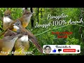 Download Lagu suara pancingan pikat cucak jenggot.