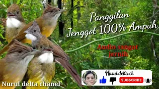 suara pancingan pikat cucak jenggot 