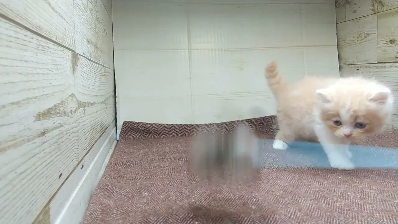 動画