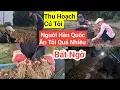 Download Lagu 1090# Quá Nhiều Với Số Lượng Tỏi Năm Nay Thu Hoạch Được Củ To To Thấy Bất Ngờ Luôn