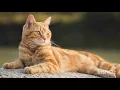 Download Lagu EFEITO SONORO - GATO MIANDO 😽