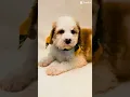 Mr Ducky