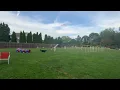 Agility 1 Kirby 80x60 July 23-Aug 3