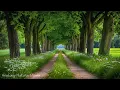 Download Lagu Restore the nervous system🌿 Beautiful relaxing music, Nature sounds for deep sleep, Reduce stress