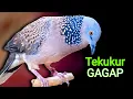 Download Lagu Pancingan Tekukur Agar Bunyi - Suara Tekukur Gagap