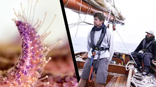 Ecological disaster on the Pacific Coast