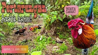 Download Pikat ayam hutan terbaru pial bunga || BORNEO SUMATERA MP3