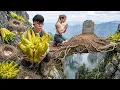 Lagu Brave Boy Risks His Life Harvesting Giant Buddha’s Hand Fruit on Cliff - What Happens Next ?