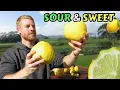 Download Lagu 7 Awesome Lemon and Lime Varieties - Ponderosa, Meyer, Yen Ben, Lemonade, Key Lime, Limequat, Makrut