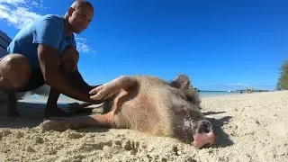 petting the piggies in the bahamas | 45 | Beau and Brandy Sailing