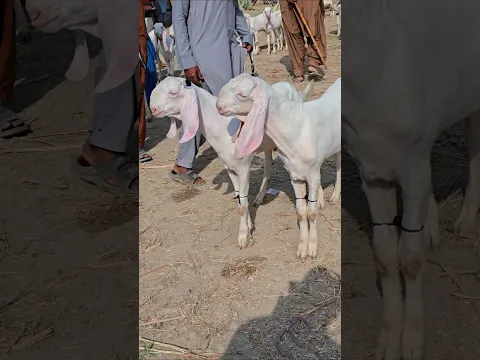 2027 کی قربانی والے دو بکرے دونوں بھائی
