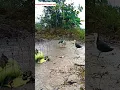 Download Lagu itu patung!!!bukan burung burung||jerat burung ruak ruak#shortvideo #pikat #shortyoutobe#fyp