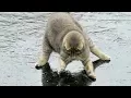 Download Lagu You will LAUGH SO HARD that YOU WILL FAINT - FUNNY CAT compilation