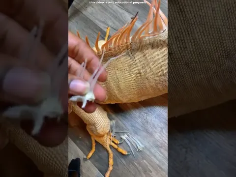 😱🦎 Pulling an Iguana’s Skin Went Wrong! You’ll Be Shocked to Know Why 😂#shortvideo