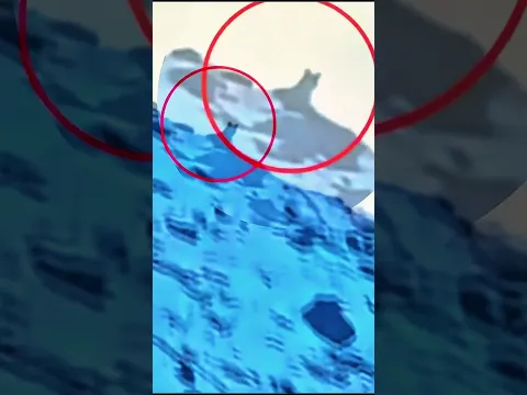 Волчица уводит Кангала