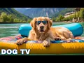 Download Lagu 12 Hours of Dog TV for Dogs to Watch 🐶 Anti-Anxiety Music for Dogs Left Home Alone - Calm Dog Music