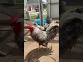 Download Lagu A good rooster is worth his weight in gold! We NEVER keep meanies! #rooster #chickens #farm #chicken