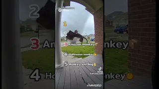 Ranking Monkey Vs Tornado AI Sora Ranking Monkey Tornado Ai 