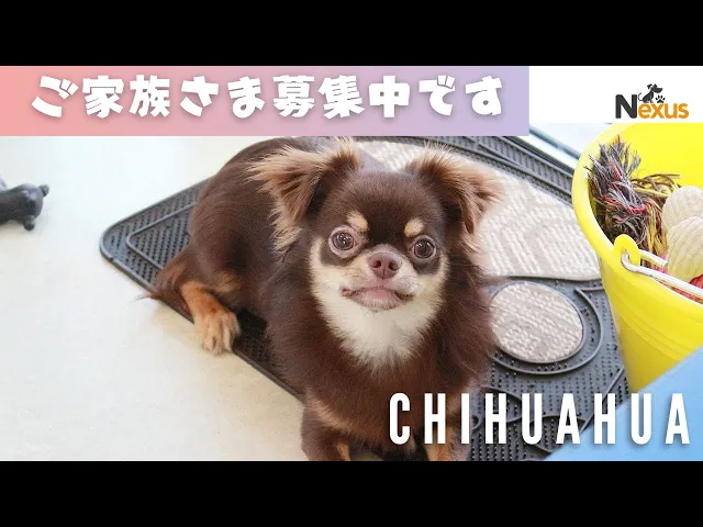 動画